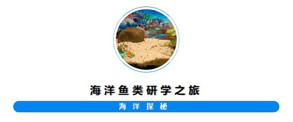 将军湖幼儿园试探海洋鱼类奥秘之旅